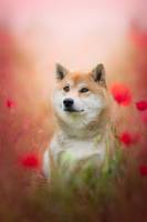 Hermeline BOUCHER - STUDIO N 1